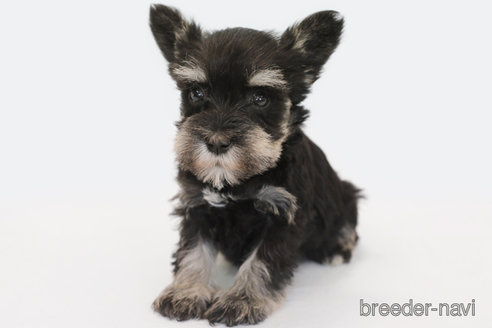 成約済の神奈川県のミニチュアシュナウザー-336013の3枚目